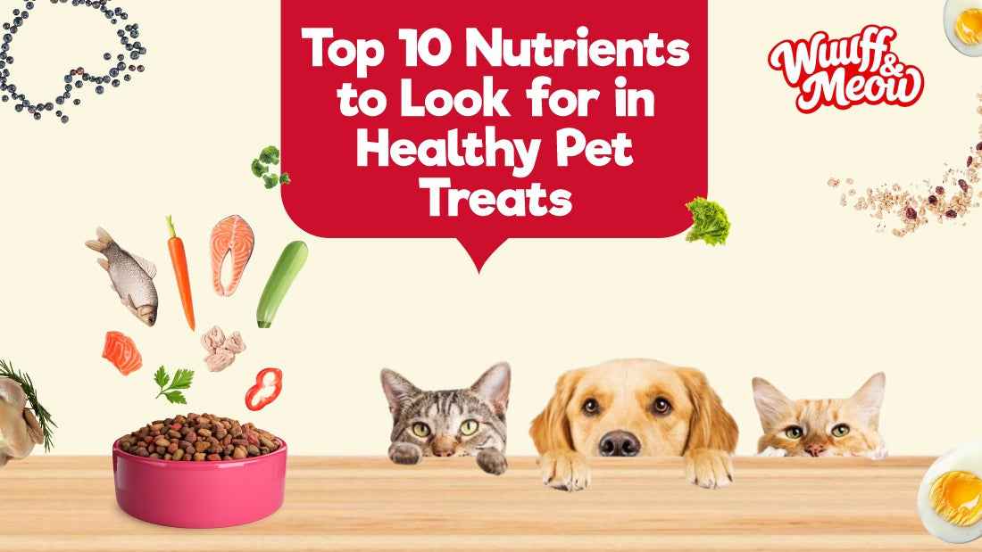 Top 10 Ingredients to Look for in Healthy Pet Treats - Wuuff&Meow