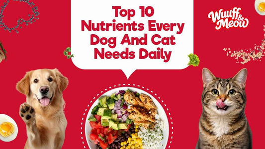 Top 10 Nutrients Every Dog and Cat Needs Daily - Wuuff&Meow