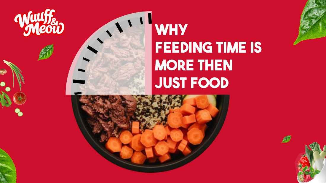 Why Feeding Time Is More Than Just Food - Wuuff&Meow
