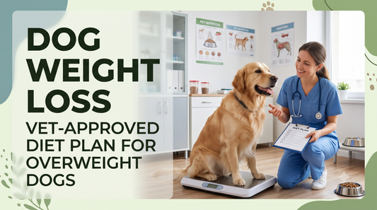 Dog Weight Loss: Vet-Approved Diet Plan for Overweight Dogs
