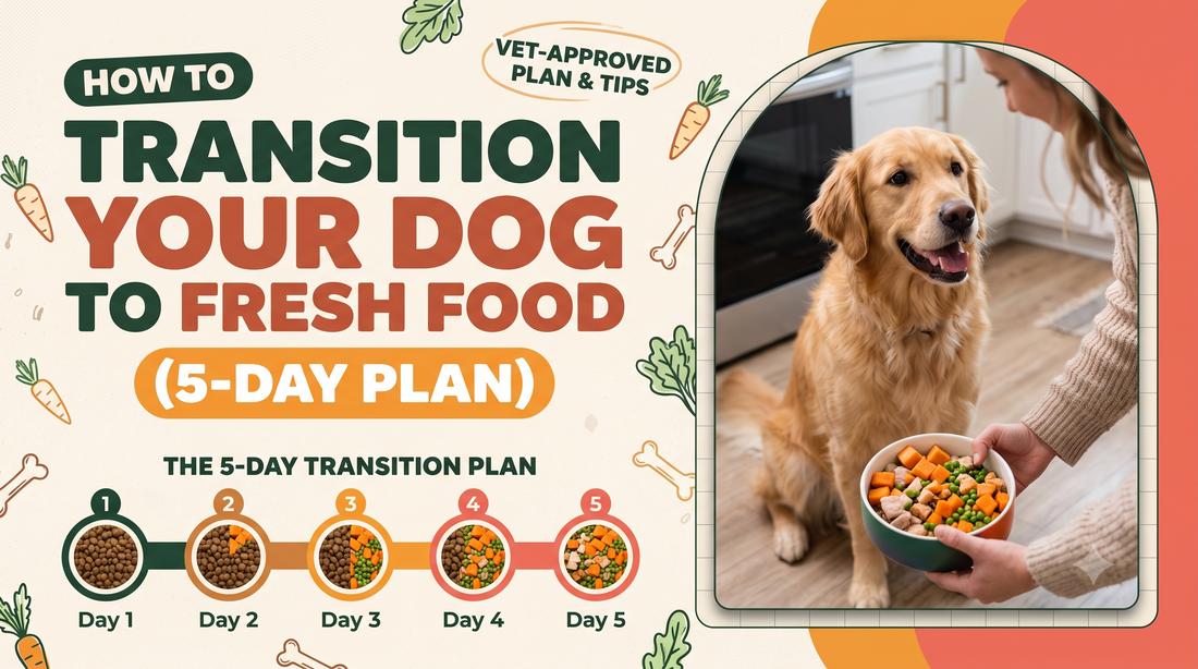 How to Transition Your Dog to Fresh Food (5-Day Plan)