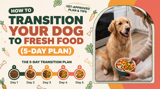 How to Transition Your Dog to Fresh Food (5-Day Plan)