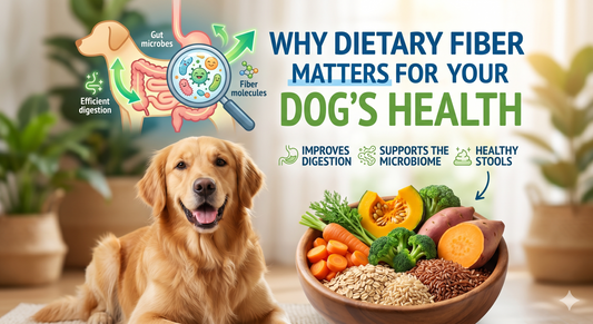 Why Dietary Fiber Matters for Your Dog's Gut Health - Wuuff&Meow