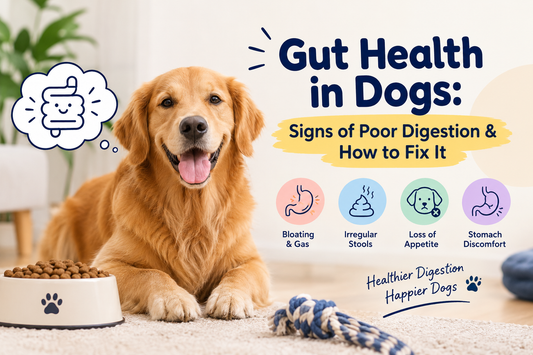 Gut Health in Dogs: Signs of Poor Digestion & How to Fix It