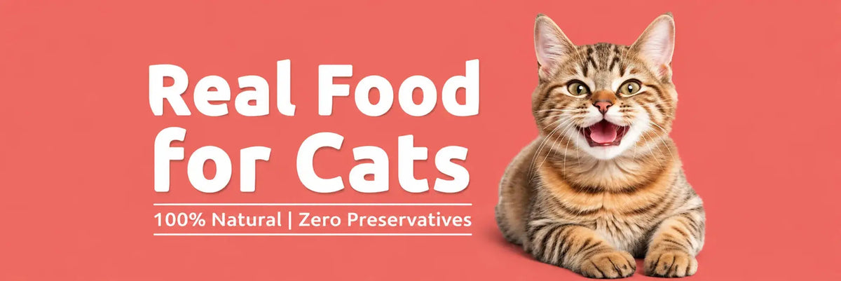 For Cat