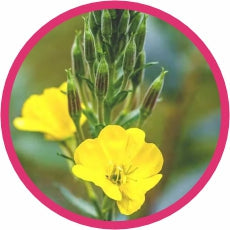 Contain Evening Primrose Oil