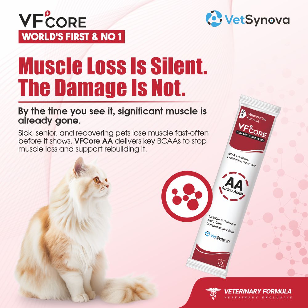 VFCore AA — BCAA Amino Acid Supplement for Cats | 12g Lickable Sachet