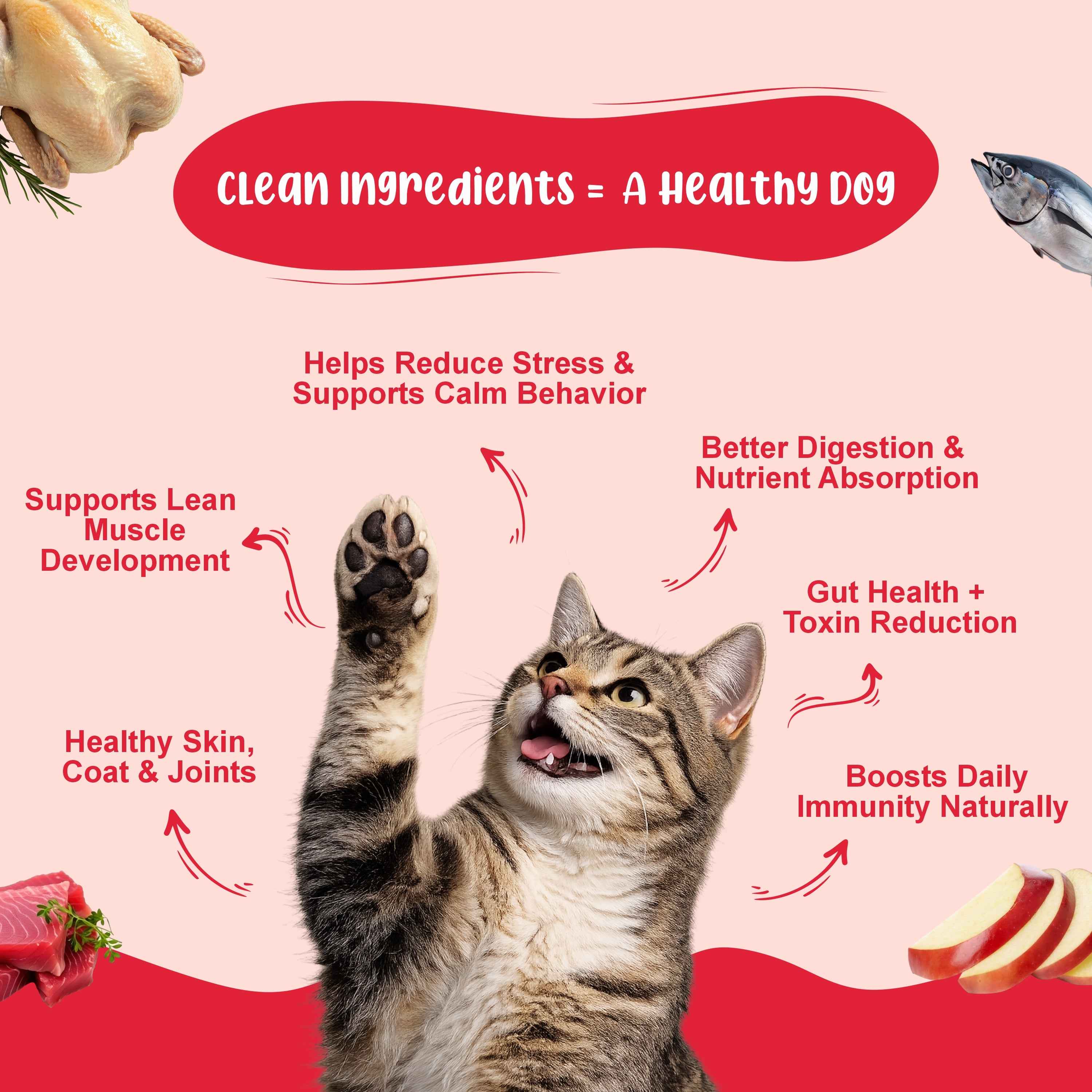 All-In-One Cat Food Trial Pack - Chicken & Tuna + Chicken & Salmon + K9 Immune + K9 Joint Care | 2+2+1+1