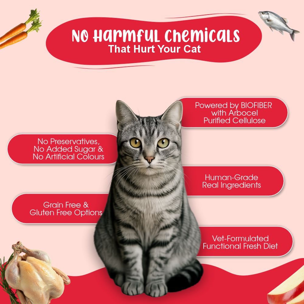 All Cat Monthly Pack (Chicken & Tuna | Chicken & Salmon | K9 Joint Care Broth | K9 Immune Broth) 5+5+5+5 (2–10 kg Cat)