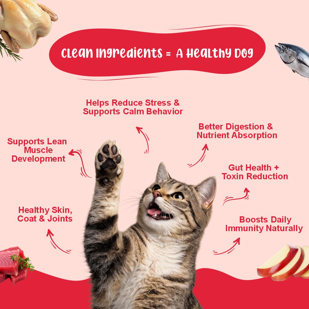 All Cat Monthly Pack (Chicken & Tuna | Chicken & Salmon | K9 Joint Care Broth | K9 Immune Broth) 5+5+5+5 (2–10 kg Cat)