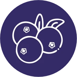 Blueberries - High-Potency Antioxidant