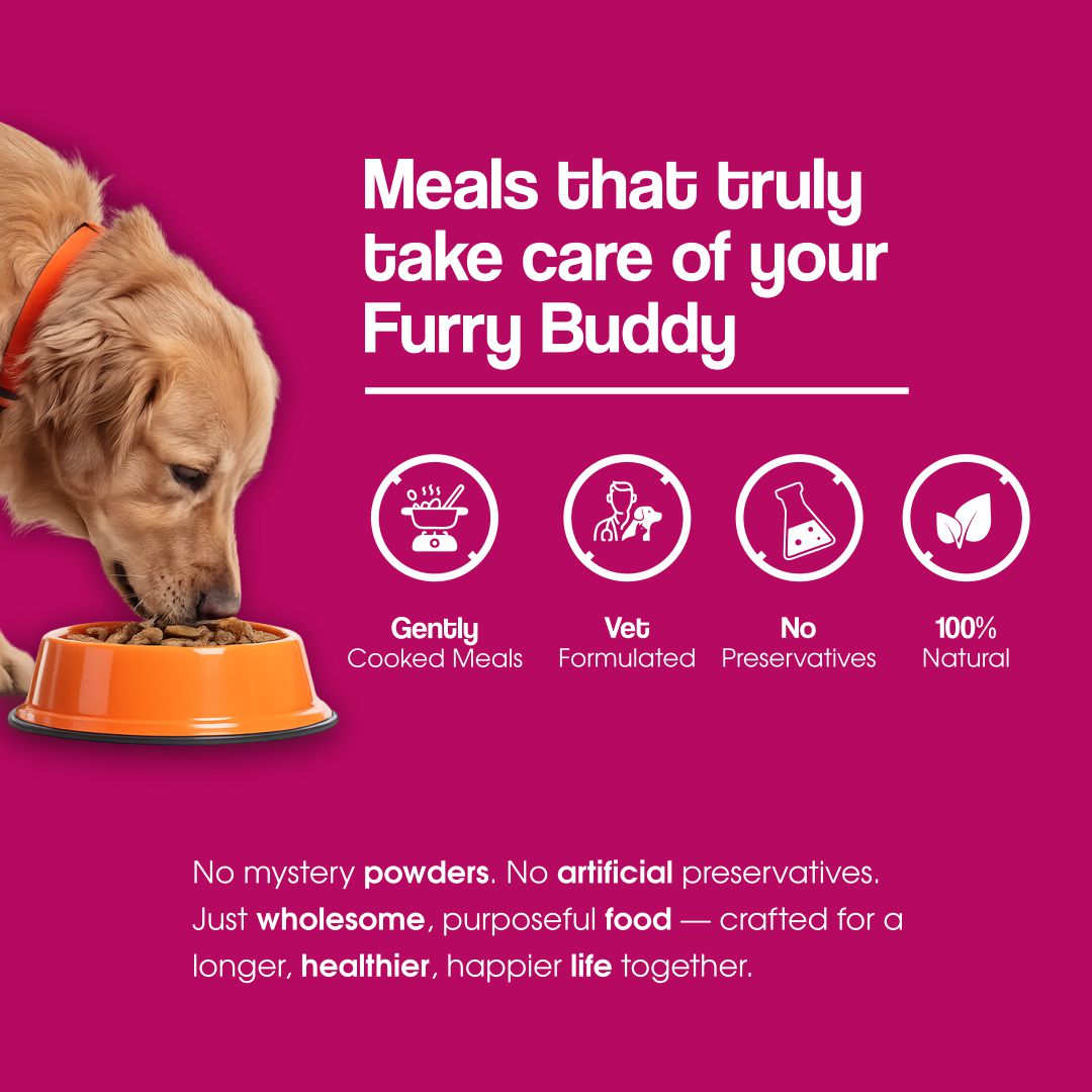 Chicken Rice & Veggies Fresh Dog Food - Zero Preservatives