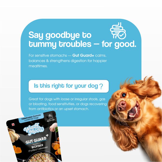 Gut Guard+ Digestive Health Functional Fresh Dog Food | Prebiotic + Probiotic Ready