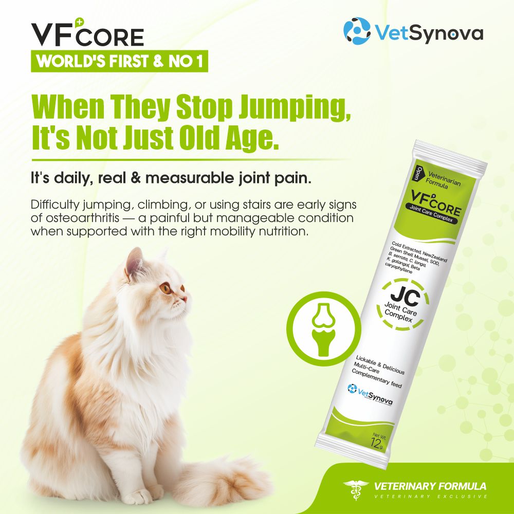 VFCore JC — Advanced Joint Care Supplement for Cats | 12g Lickable Sachet