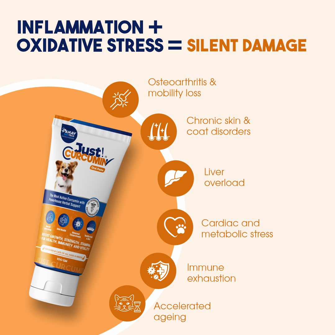 JUST CURCUMIN™ High-Purity Curcumin Oral Paste for Dogs & Cats | Advanced Anti-Inflammatory & Joint Support