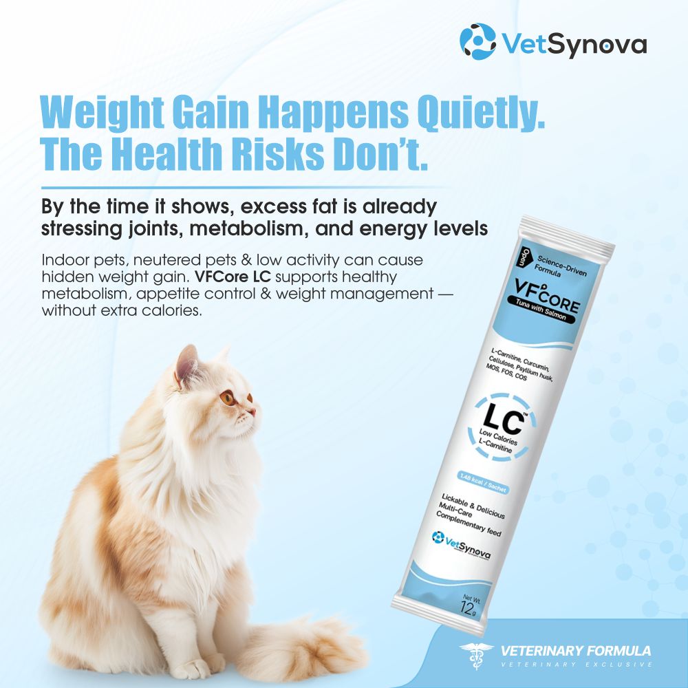 VFCore LC — L-Carnitine Weight Management for Cats | 12g Lickable Sachet