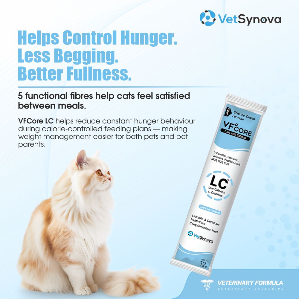 VFCore LC — L-Carnitine Weight Management for Cats | 12g Lickable Sachet