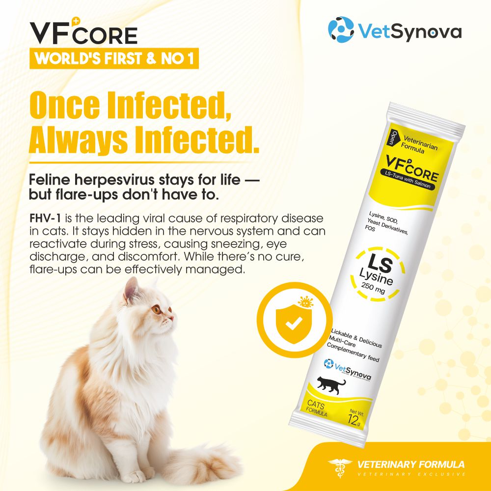 VFCore LS — L-Lysine 250mg Supplement for Cats | Feline Herpesvirus (FHV-1) Management, Sneezing & Eye Discharge Support Supplement For Cats | Lickable Paste 12g Sachet