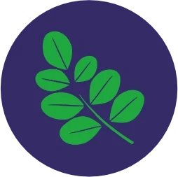 Moringa - Immunity & Vitality Boost