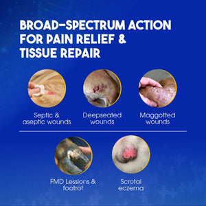 PBT Wound Shield Ointment with Hydrogenated Curcumin – Antimicrobial & Anti-Inflammatory