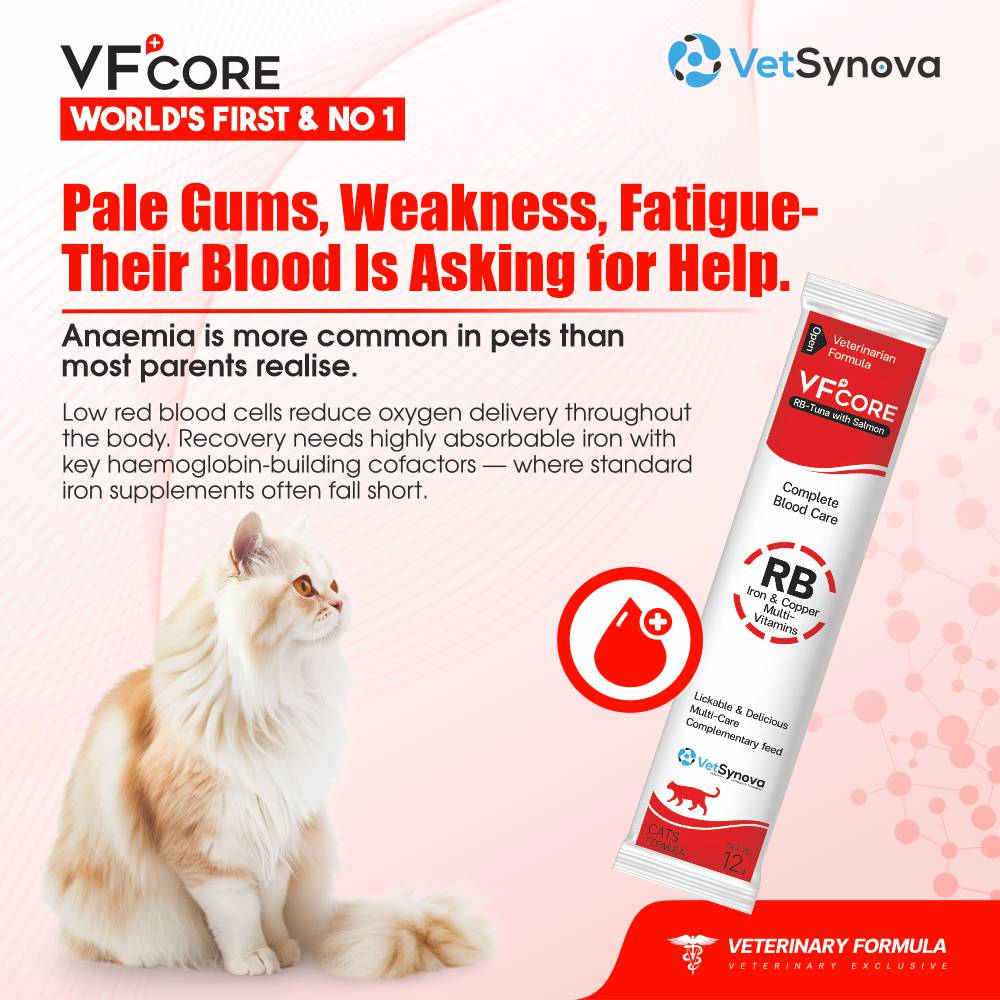 VFCore RB — Blood Care Complex for Cats | Iron + B-Complex | 12g Lickable Sachet