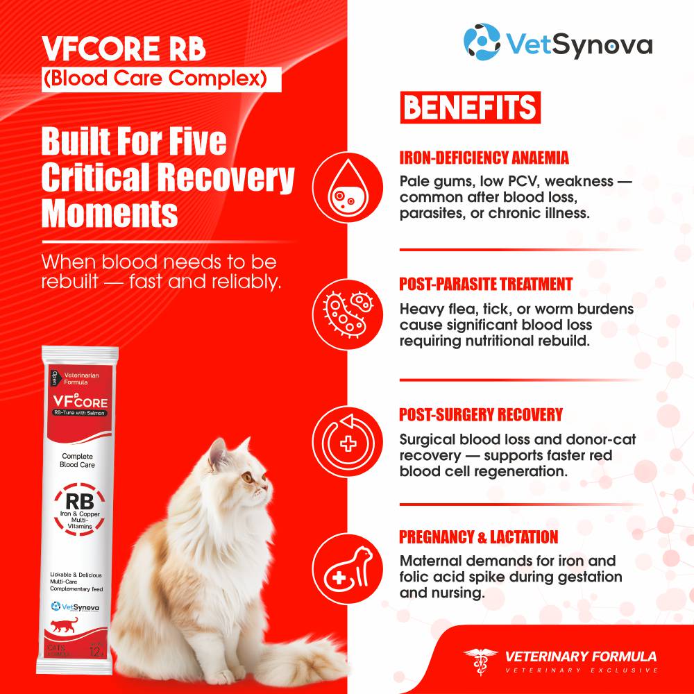 VFCore RB — Blood Care Complex for Cats | Iron + B-Complex | 12g Lickable Sachet