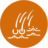 Skin, Coat & Allergy Support