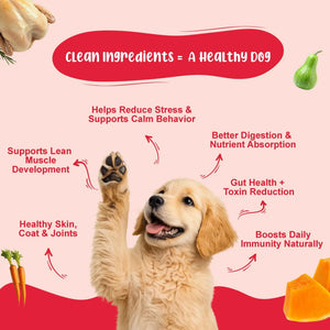 Small Dog Food Monthly Pack - 100% Natural & Zero Preservatives | Pack of 12