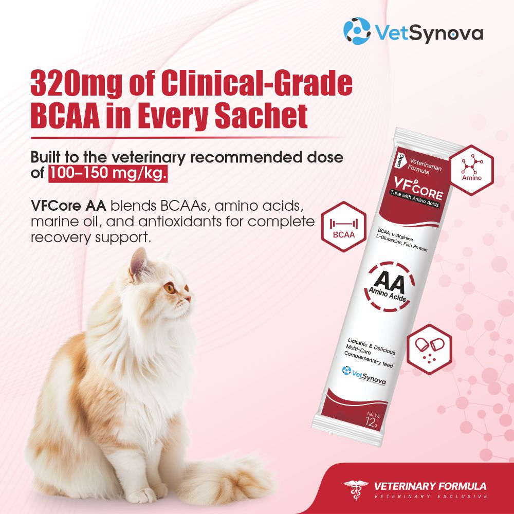 VFCore AA — BCAA Amino Acid Supplement for Cats | 12g Lickable Sachet