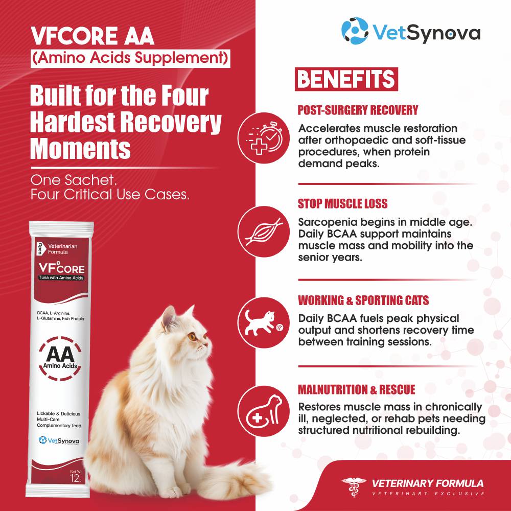 VFCore AA — BCAA Amino Acid Supplement for Cats | 12g Lickable Sachet