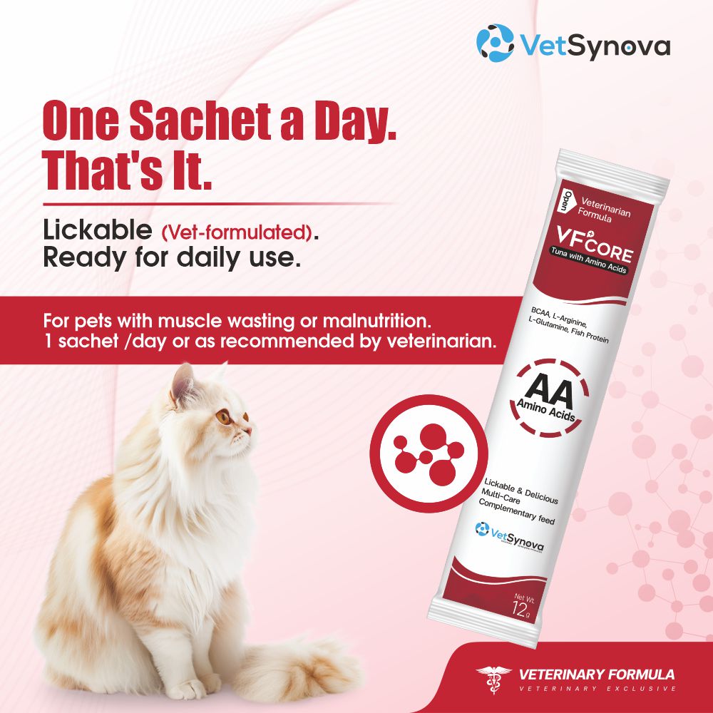 VFCore AA — BCAA Amino Acid Supplement for Cats | 12g Lickable Sachet