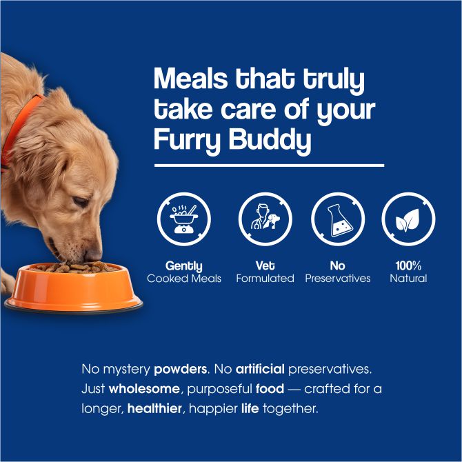 Chicken Pumpkin with Vegetables Dog Food — Gently Cooked Wet Dog Meal with Zero Preservatives| Powered By BioFiber - Arbocel Purified Plant-Based Fiber | 100g